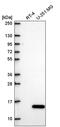 Integrin cytoplasmic domain-associated protein 1 antibody, PA5-67181, Invitrogen Antibodies, Western Blot image 