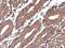 Galectin 1 antibody, NBP2-16580, Novus Biologicals, Immunohistochemistry paraffin image 