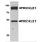 Prickle Planar Cell Polarity Protein 1 antibody, MBS150079, MyBioSource, Western Blot image 