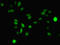 Mitogen-Activated Protein Kinase Kinase 3 antibody, LS-C318944, Lifespan Biosciences, Immunofluorescence image 
