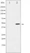 Aurora Kinase A antibody, abx011736, Abbexa, Western Blot image 