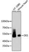 Desmin antibody, 13-827, ProSci, Western Blot image 