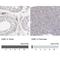 Ankyrin Repeat And SOCS Box Containing 7 antibody, NBP1-86157, Novus Biologicals, Immunohistochemistry paraffin image 