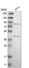 Ephexin-4 antibody, NBP1-83372, Novus Biologicals, Western Blot image 