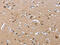 FXYD Domain Containing Ion Transport Regulator 1 antibody, CSB-PA145330, Cusabio, Immunohistochemistry frozen image 