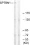 Spectrin Beta, Non-Erythrocytic 1 antibody, LS-C120415, Lifespan Biosciences, Western Blot image 