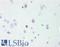 Transcription Elongation Factor A Like 3 antibody, LS-B9580, Lifespan Biosciences, Immunohistochemistry paraffin image 