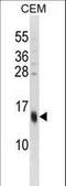 22 kDa pancornulin antibody, LS-C161476, Lifespan Biosciences, Western Blot image 