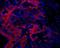 Oval Cell Marker antibody, NBP1-18965, Novus Biologicals, Immunohistochemistry paraffin image 