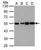 Histamine Receptor H2 antibody, LS-C185950, Lifespan Biosciences, Western Blot image 