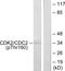 Cyclin Dependent Kinase 2 antibody, LS-C198785, Lifespan Biosciences, Western Blot image 