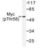 c-Myc antibody, AP01640PU-N, Origene, Western Blot image 