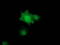 Zinc Finger AN1-Type Containing 2B antibody, LS-C172643, Lifespan Biosciences, Immunofluorescence image 