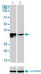 Distal-Less Homeobox 3 antibody, LS-C197057, Lifespan Biosciences, Western Blot image 