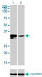 Homeobox protein DLX-3 antibody, LS-C197057, Lifespan Biosciences, Western Blot image 