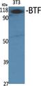 BCL2 Associated Transcription Factor 1 antibody, A04100, Boster Biological Technology, Western Blot image 