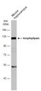 Amphiphysin antibody, GTX103247, GeneTex, Western Blot image 