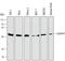 Cyclin A1 antibody, MAB7046, R&D Systems, Western Blot image 