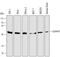 Cyclin A1 antibody, MAB7046, R&D Systems, Western Blot image 