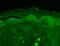 SH3 and multiple ankyrin repeat domains protein 3 antibody, 56463, QED Bioscience, Immunohistochemistry frozen image 