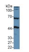 Alpha-N-Acetylgalactosaminidase antibody, LS-C295539, Lifespan Biosciences, Western Blot image 