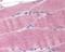 Solute Carrier Family 40 Member 1 antibody, 48-975, ProSci, Immunohistochemistry paraffin image 