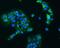 Heat Shock Protein 90 Alpha Family Class B Member 1 antibody, PB9636, Boster Biological Technology, Immunofluorescence image 