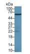 Prostaglandin-Endoperoxide Synthase 1 antibody, MBS2026280, MyBioSource, Western Blot image 