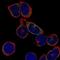 Immunoglobulin Lambda Like Polypeptide 1 antibody, NBP2-56135, Novus Biologicals, Immunocytochemistry image 