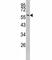 Keratin 14 antibody, F49812-0.4ML, NSJ Bioreagents, Western Blot image 