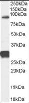 Forkhead Box P2 antibody, orb89615, Biorbyt, Western Blot image 