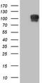 Nuclear Receptor Subfamily 3 Group C Member 1 antibody, LS-C790830, Lifespan Biosciences, Western Blot image 