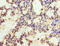 Enhancer Of Zeste 1 Polycomb Repressive Complex 2 Subunit antibody, LS-C677864, Lifespan Biosciences, Immunohistochemistry paraffin image 