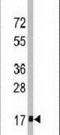 Interferon Induced Transmembrane Protein 3 antibody, PA5-11275, Invitrogen Antibodies, Western Blot image 