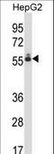 Differentially Expressed In FDCP 8 Homolog antibody, LS-C167348, Lifespan Biosciences, Western Blot image 