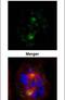 Tubulin Gamma 1 antibody, PA5-34815, Invitrogen Antibodies, Immunofluorescence image 