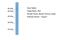 Zinc finger Y-chromosomal protein 2 antibody, A30349, Boster Biological Technology, Western Blot image 