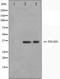 PDZ And LIM Domain 1 antibody, orb224589, Biorbyt, Western Blot image 