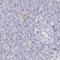 Oxysterol Binding Protein Like 3 antibody, HPA000691, Atlas Antibodies, Immunohistochemistry paraffin image 
