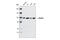 Actinin Alpha 1 antibody, 3134S, Cell Signaling Technology, Western Blot image 