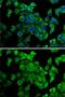 KIAA0568 antibody, GTX33403, GeneTex, Immunofluorescence image 