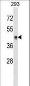 MAS Related GPR Family Member X2 antibody, LS-B11741, Lifespan Biosciences, Western Blot image 