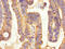 Peptide YY antibody, LS-C211867, Lifespan Biosciences, Immunohistochemistry paraffin image 