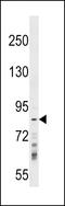 Ring Finger Protein 219 antibody, LS-C158874, Lifespan Biosciences, Western Blot image 