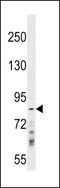 RING finger protein 219 antibody, LS-C158874, Lifespan Biosciences, Western Blot image 