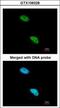 Nuclear cap-binding protein subunit 1 antibody, GTX106328, GeneTex, Immunofluorescence image 