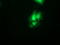 Synaptosome Associated Protein 25 antibody, LS-C172987, Lifespan Biosciences, Immunofluorescence image 