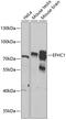 EF-Hand Domain Containing 1 antibody, 23-342, ProSci, Western Blot image 