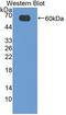 CD19 antibody, LS-C372842, Lifespan Biosciences, Western Blot image 