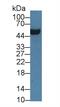 SRBC antibody, MBS2028701, MyBioSource, Western Blot image 